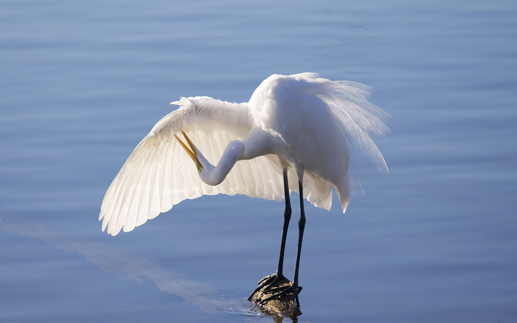 Wing maintenance