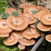 Fungi (1)