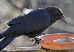 Crow