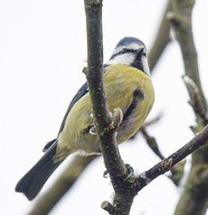 Blue tit