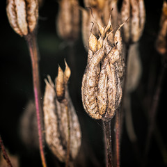 Aquilegia Seed Head