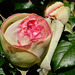 Premières roses de Ronsard du parc************
