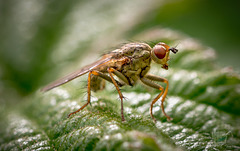 Fruit Fly