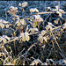 frosty brambles