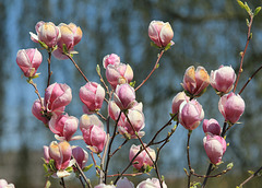 Magnolienblüten