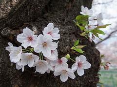 Blossoms on the trunk