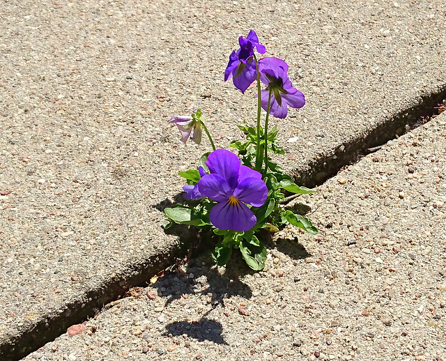 Hornveilchen als Mauerblümchen