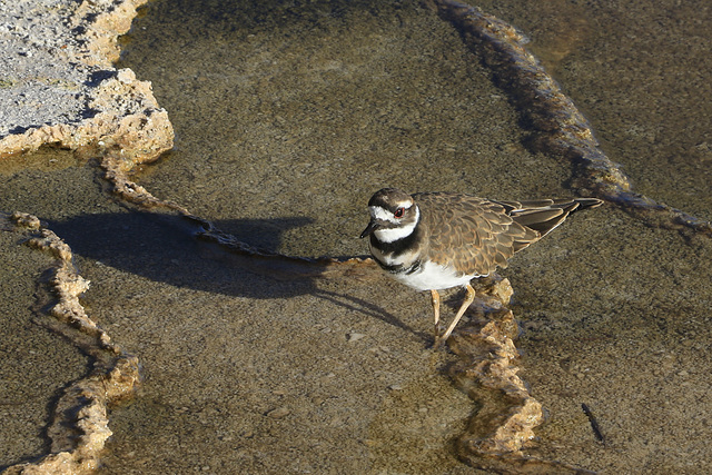 Killdeer at Minerva Terrace.