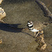 Killdeer at Minerva Terrace.