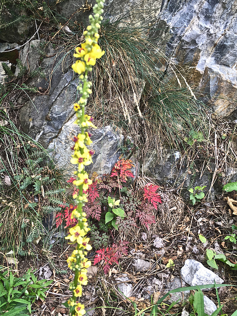 arrangement végétal