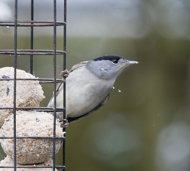 Male black cap