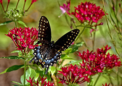 Swallowtail butterfly.  9084034