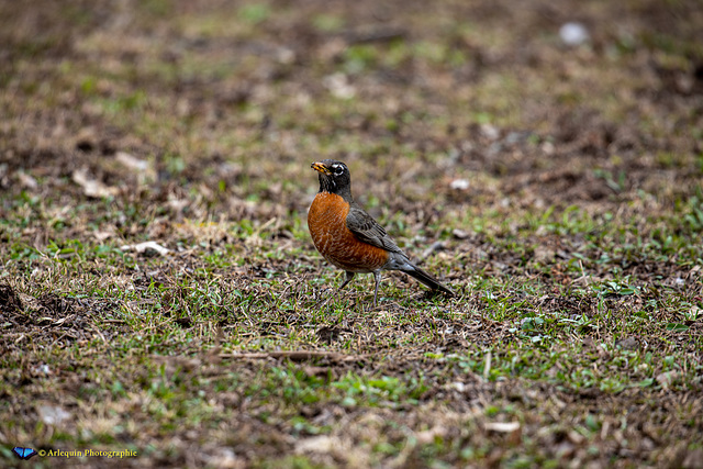 American Robin - Merle d'Amérique