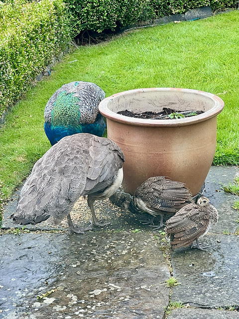 The two surviving Peafowl chicks out of the original four, seem to be doing well.