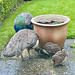 The two surviving Peafowl chicks out of the original four, seem to be doing well.