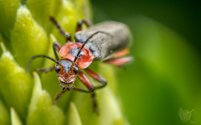 Beetle