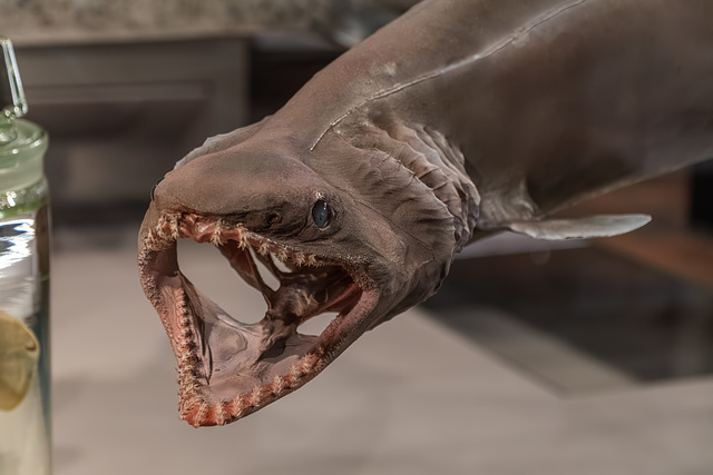 Kragenhai (Meereskundemuseum Stralsund)
