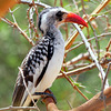 Male Northern Red-Billed Hornbill, Senegal