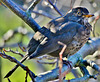 Female Blackbird