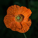 BESANCON: Une fleur orange.