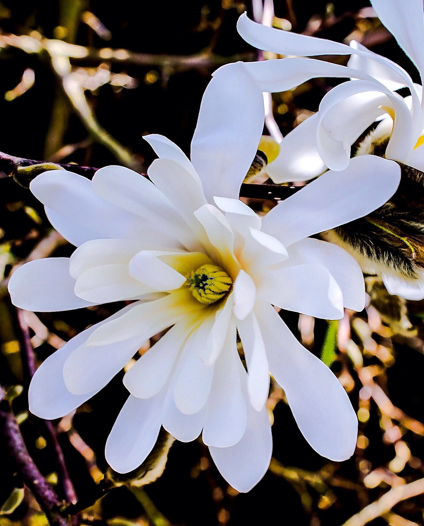 Magnolia Blossom