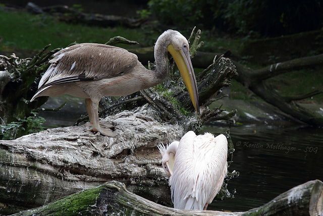 Pelikan (Hagenbeck)