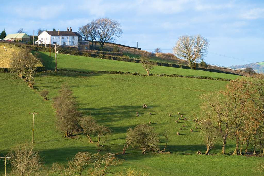 Sheep below the farm