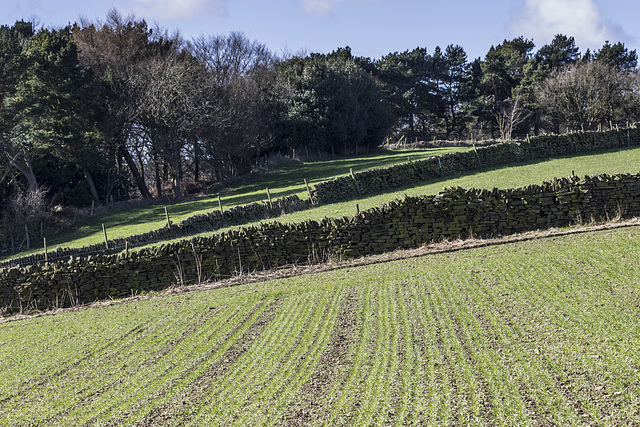 Sloping fields