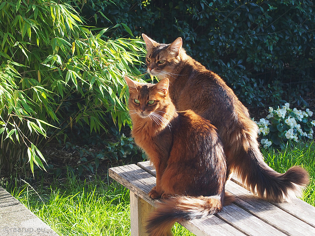 The Bodyguard - Explored 11.09.2015, #187