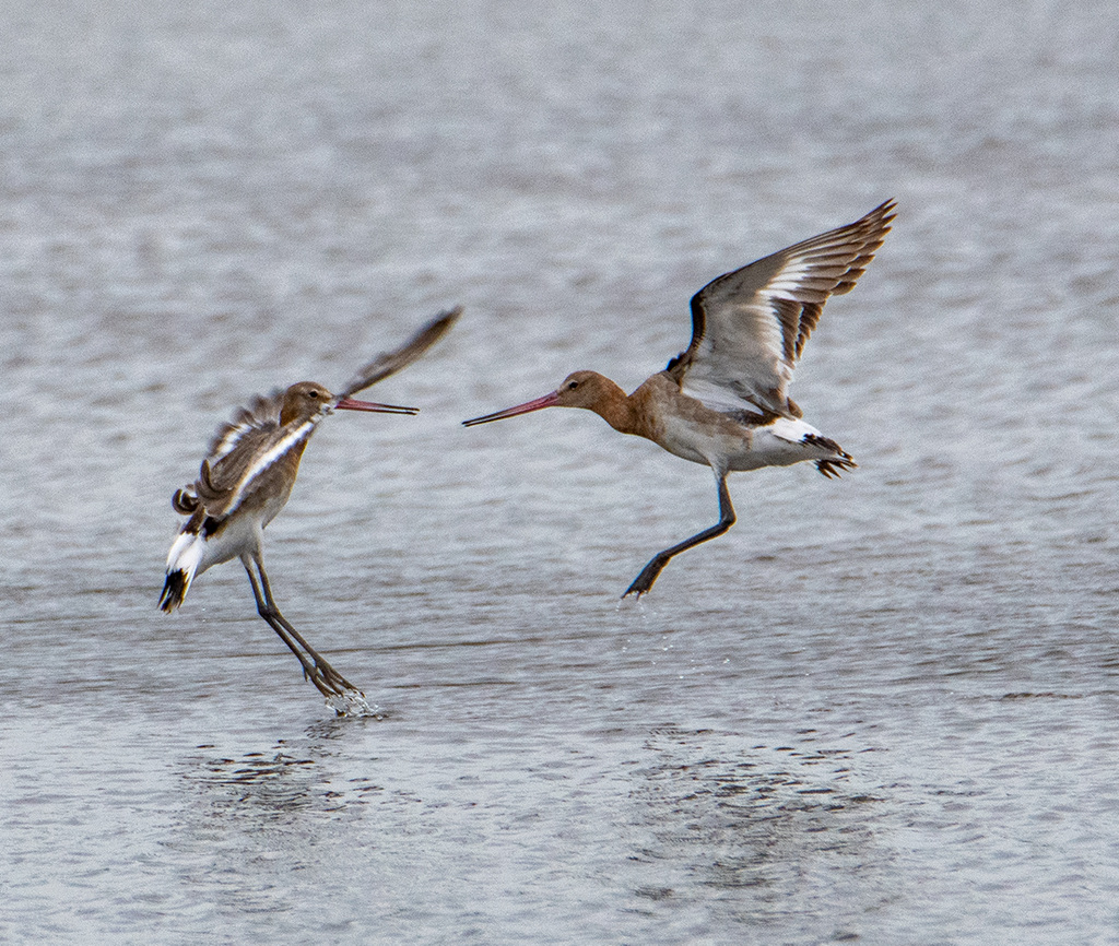 Feuding black tailed godwits