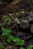 Neottia smallii (Kidney Leaf Twayblade orchid)