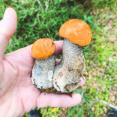 Young Boletes