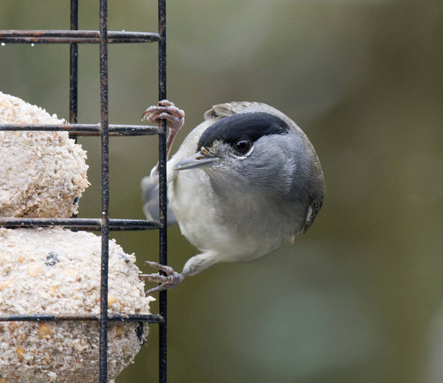 Male black cap