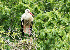 Ein Storch in Nachbar's Garten