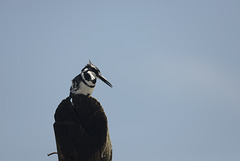 Pied kingfisher.