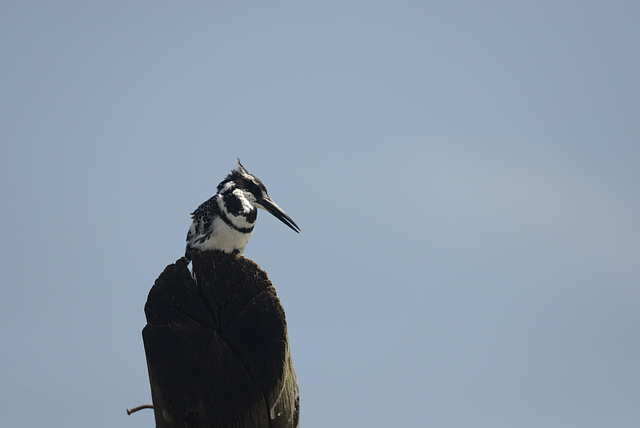 Pied kingfisher.