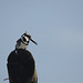 Pied kingfisher.