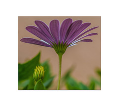 Une fleur dans mon jardin...................L'automne décline .