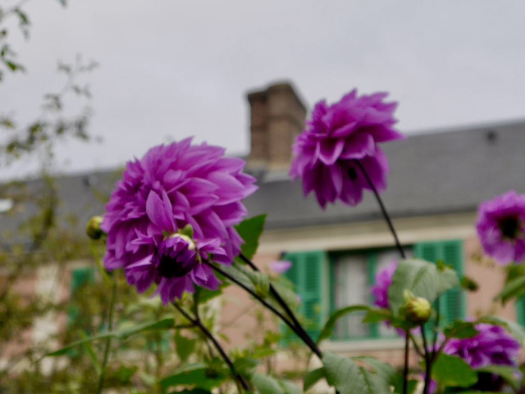 Purple and green