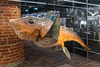 Dunkle Tiefsee-Chimäre (Meereskundemuseum Stralsund)