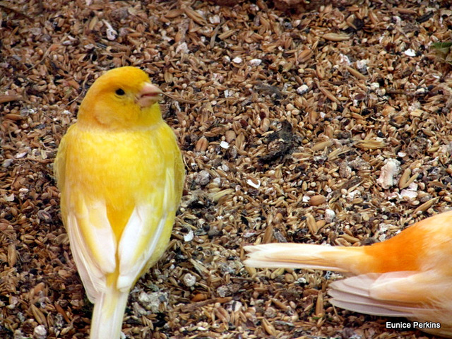 Canary With a Tail.