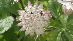 Gorgeous flower - so delicate and pretty