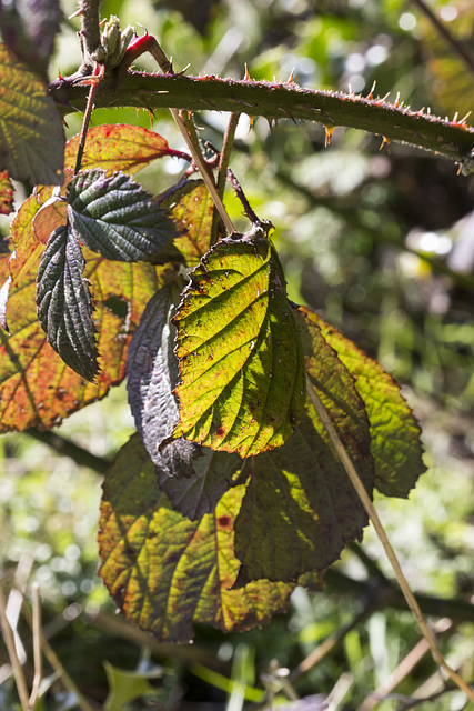 Translucent bramble leaves