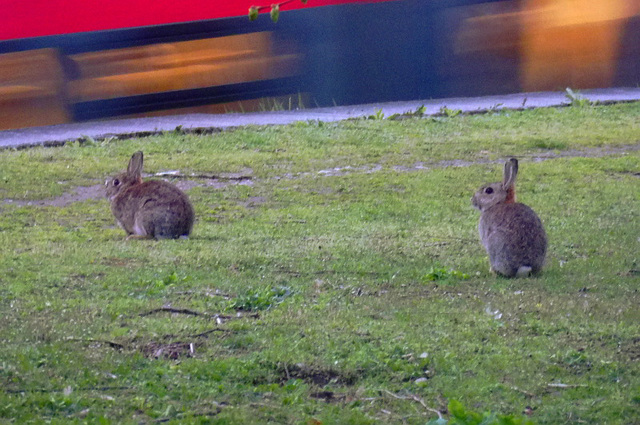 wildkaninchen