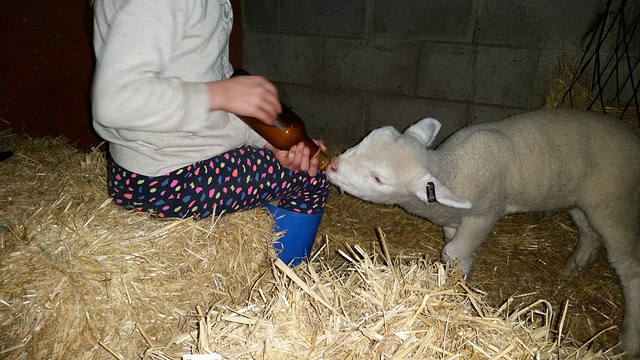 Eliza feeding Haggis