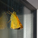 Butterfly IMG_1808