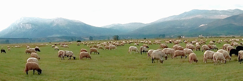 On the field under Dinara mountain