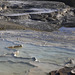 Minerva Terrace, Mammoth Hot Springs