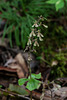 Neottia smallii (Kidney Leaf Twayblade orchid)