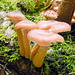 Fungi (4)